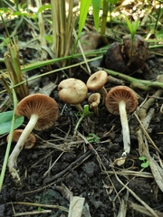 Desarmillaria caespitosa