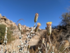 Brickellia incana