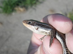 Plestiodon gilberti cancellosus