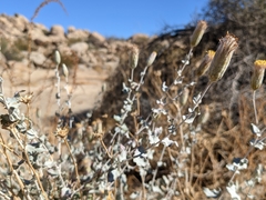 Brickellia incana