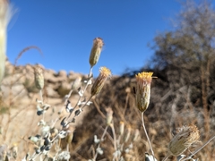 Brickellia incana