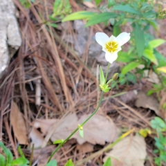 Calochortus ownbeyi