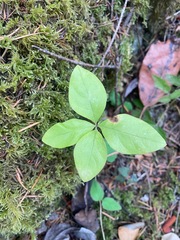 Lysimachia latifolia