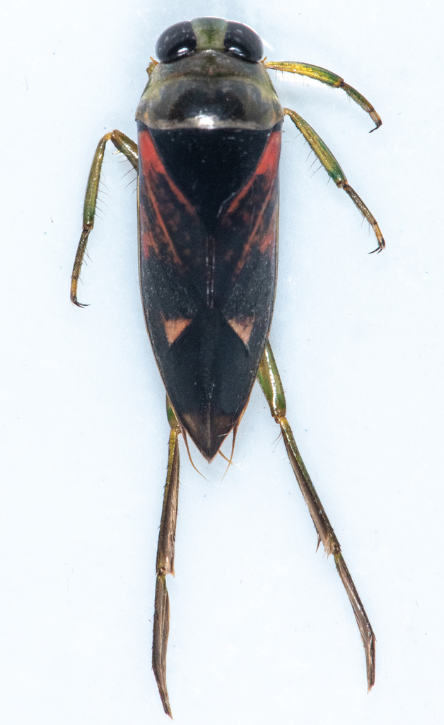 Kirby's Backswimmer