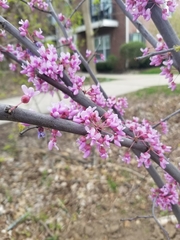 Cercis canadensis