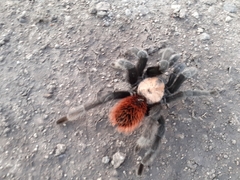 Brachypelma albiceps