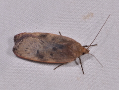 Phaeosaces coarctatella