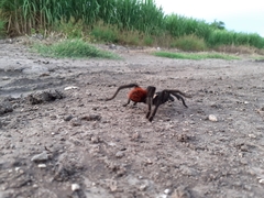 Brachypelma albiceps