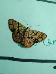Heterostegane subtessellata