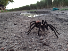 Brachypelma albiceps