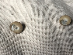 Coelotrochus tiaratus