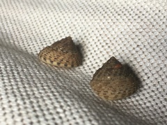 Coelotrochus tiaratus