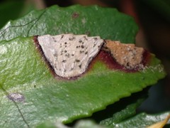 Phyllosticta vaccinii