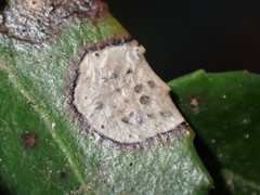 Phyllosticta vaccinii