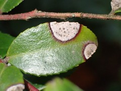 Phyllosticta vaccinii