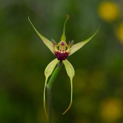 Caladenia procera