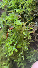 Camptochaete arbuscula