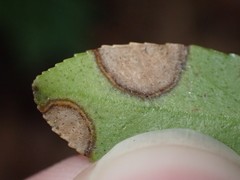 Phyllosticta vaccinii