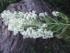 Koanophyllon palmeri