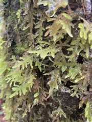 Camptochaete arbuscula