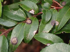 Phyllosticta vaccinii