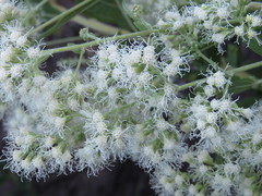 Koanophyllon palmeri