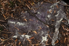 Bionectriaceae