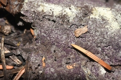 Bionectriaceae