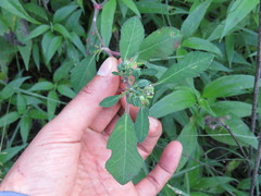 Euphorbia jaliscensis