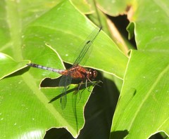 Erythrodiplax fusca