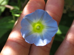 Ipomoea cardiophylla