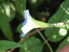 Ipomoea cardiophylla