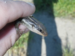 Plestiodon gilberti cancellosus