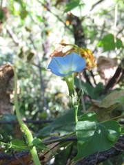 Ipomoea cardiophylla