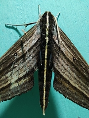 Elibia dolichus