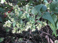 Koanophyllon palmeri