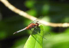 Erythrodiplax fusca