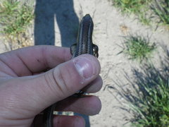 Plestiodon gilberti cancellosus