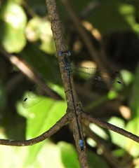 Lestes forficula
