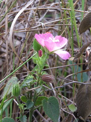 Pavonia rosa-campestris