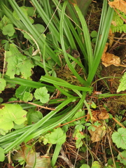 Carex hendersonii
