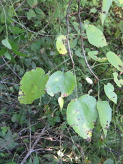 Jatropha cordata