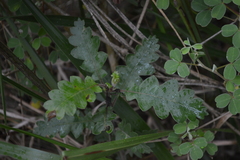 Cantua quercifolia image