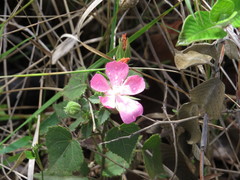 Pavonia rosa-campestris