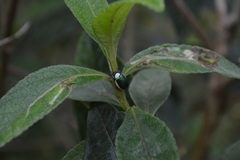 Asphaera albomarginata