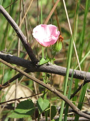 Pavonia rosa-campestris