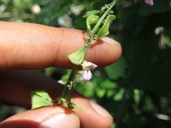 Phaseolus microcarpus