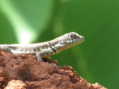 Tropidurus torquatus