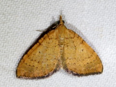 Chrysolarentia insulsata