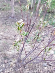 Angiospermae